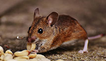 24 Hour & Emergency Exterminators in Grand Forks AFB, ND